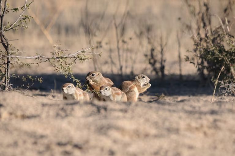 سناجب - أرشيفية