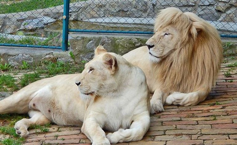 حديقة حيوان بلغراد أحد أماكن السياحة في بلغراد السياحة في بلغراد