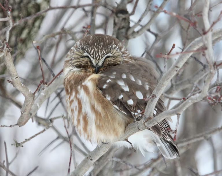 تغير المناخ يؤثر على الطيور المهاجرة
