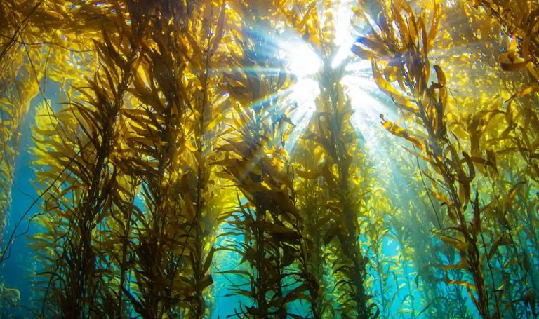 غابات عشب البحر - أرشيفية