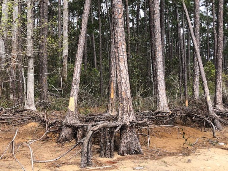 قطع الأشجار في أمريكا - صورة أرشيفية