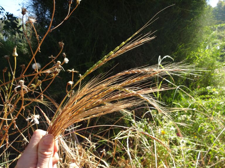 عشب "إيجيلوبس شارونينسيس" من أقارب القمح البرية براندي فولف أستاذ علوم النباتات بجامعة الملك عبد الله للعلوم والتقنية