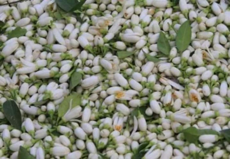 شجرة النارنج بحقل في محافظة نابل