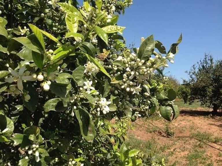 شجرة النارنج بحقل في محافظة نابل