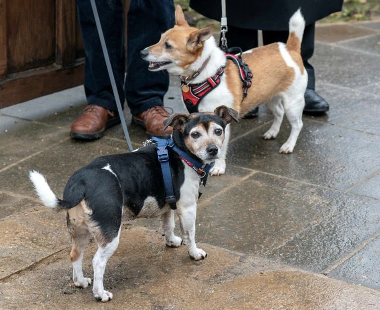 الملكة الراحلة وكلابها