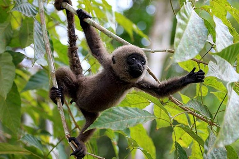 حديقة كاهويناري الوطنية الطبيعية أحد أجمل الحدائق الوطنية في كولومبيا أجمل الحدائق الوطنية في كولومبيا.. متنزهات ومحميات طبيعية