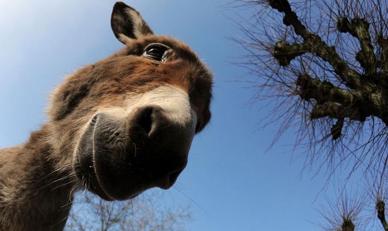 العالم موطن لأكثر من 44 مليون حمار