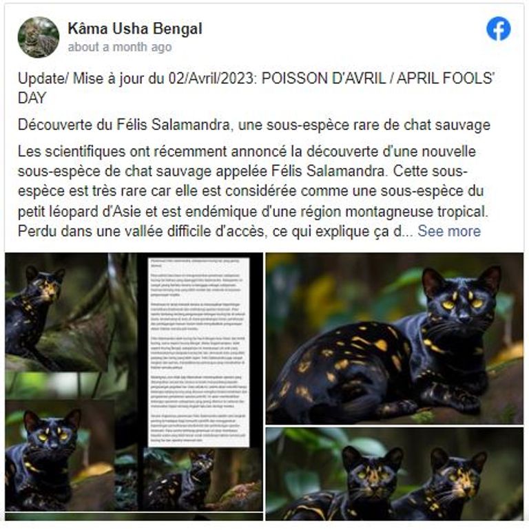 صور قطط من إنشاء الذكاء الاصطناعي