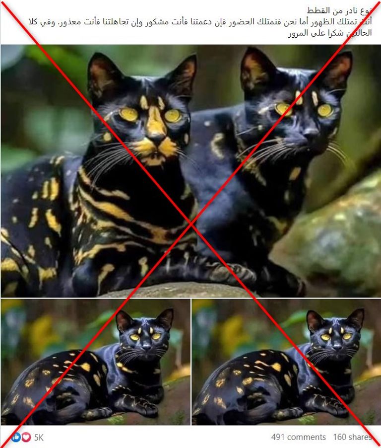 صور قطط من إنشاء الذكاء الاصطناعي