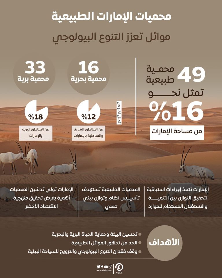 غزال عربي بإحدى المحميات الطبيعية في الإمارات