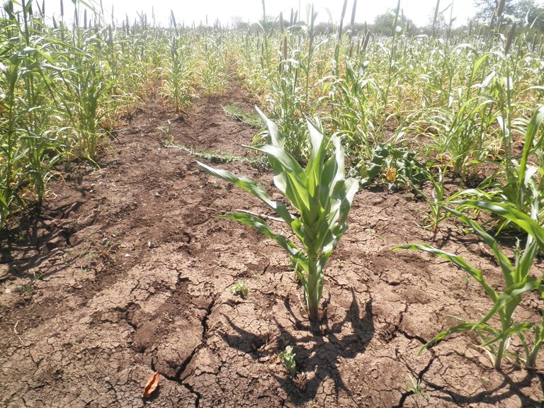 تغير المناخ يهدد اقتصاديات المزارعين