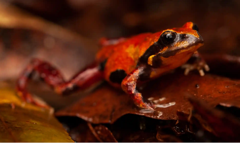 تشاد بريانك الباحث بكلية علوم البيئة والحياة بجامعة نيو ساوث ويلز