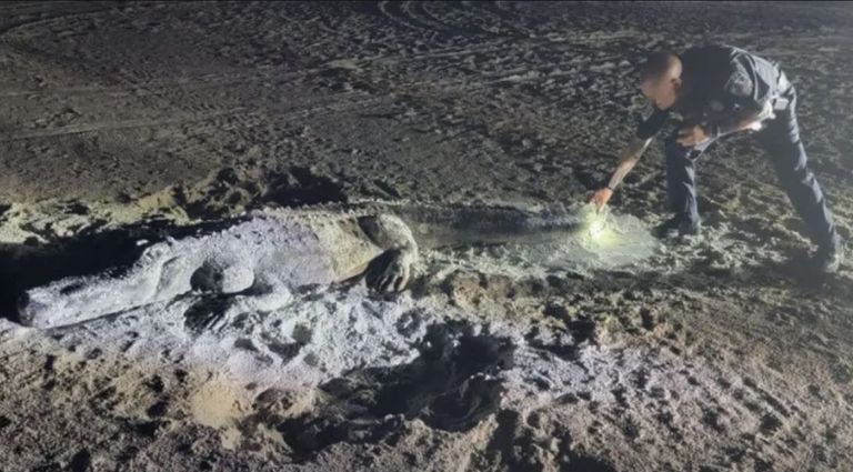 تمساح - أرشيفية