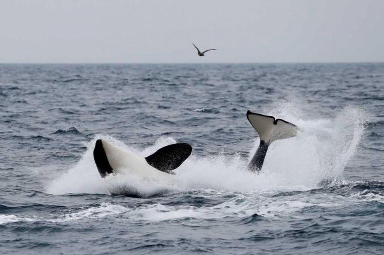 حوت الأوركا - صورة أرشيفية