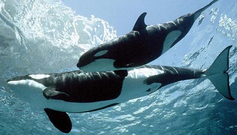 حوت الأوركا - صورة أرشيفية