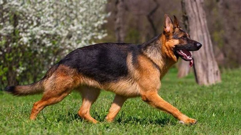 الشاب جوناثان هوغ