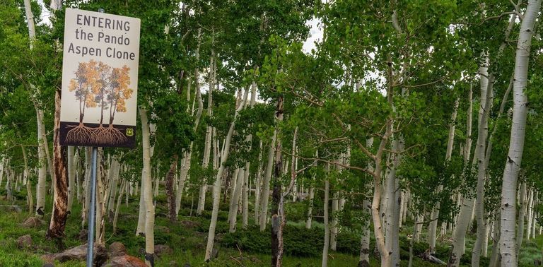 حكاية باندو استخدام الفنون يزيد من الوعي البيئي