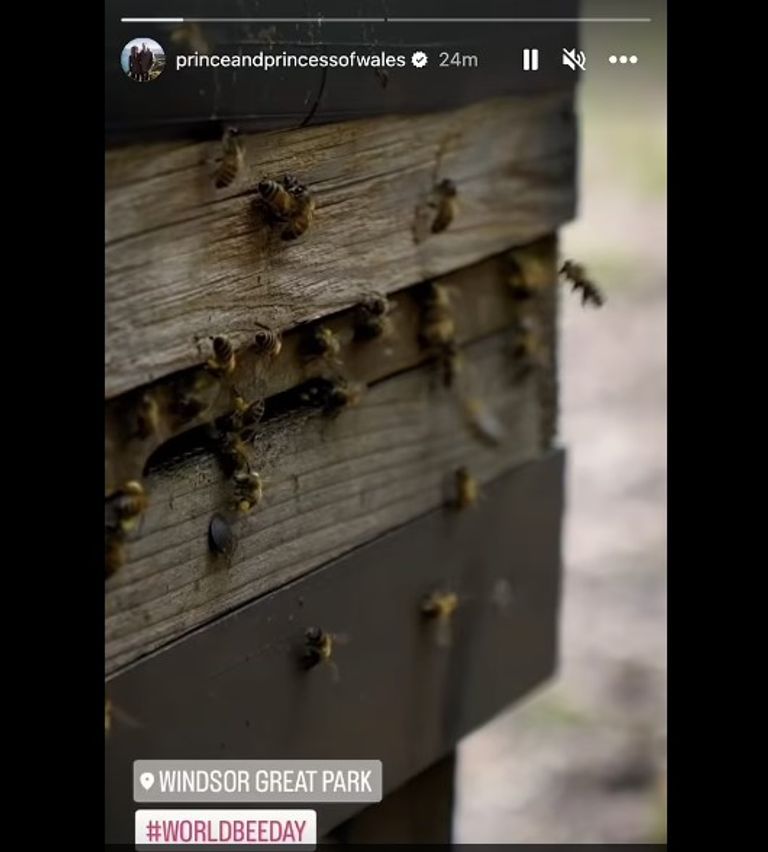 الأميرة كيت ميدلتون