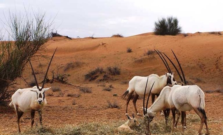 علم دولة الإمارات