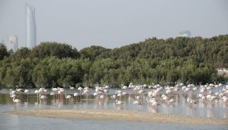 علم دولة الإمارات