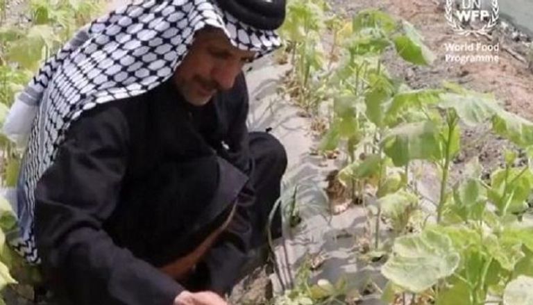 المزارع العراقي جيرمال يتفقد محصوله الذي تحرقه نار درجات الحرارة المرتفعة