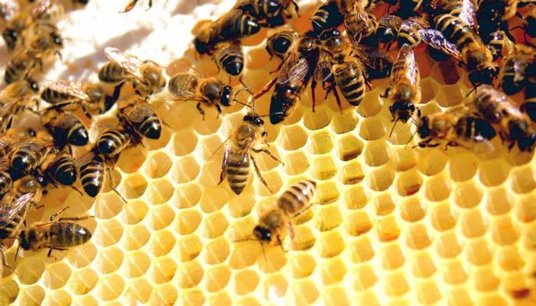 النحل الطنان - أرشيفية