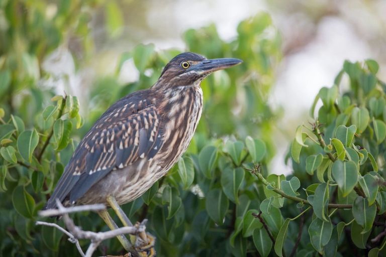 أنواع من الحيوانات مهددة بالانقراض