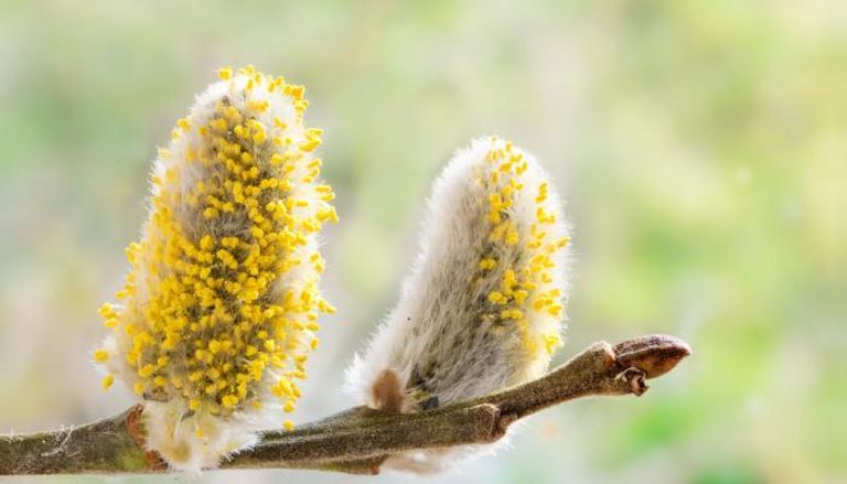 سيلان الأنف والعطس من أبرز أعراض حساسية حبوب اللقاح- أرشيفية