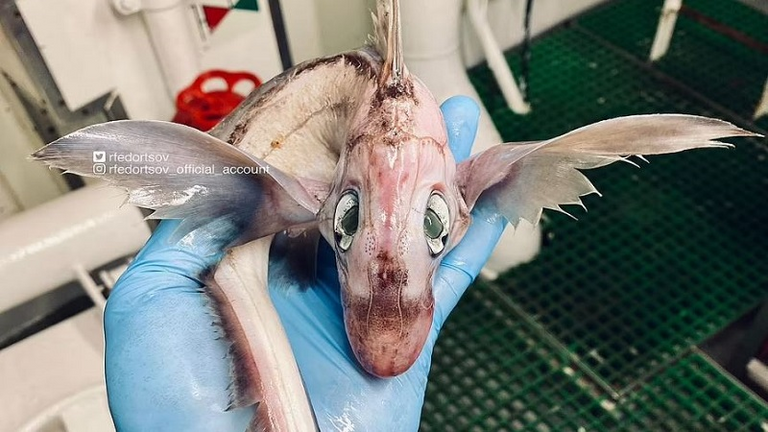 سمكة غريبة ضمن مجموعة اكتشافات وثقها المصور