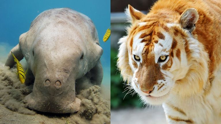 أنواع حيوانية مهددة بالانقراض