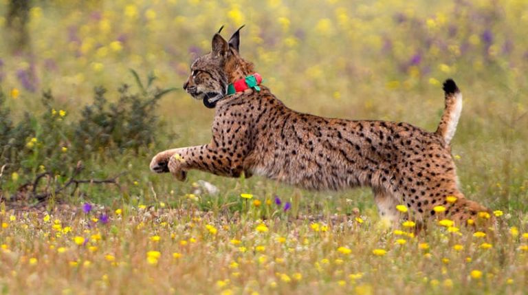 أنواع حيوانية مهددة بالانقراض