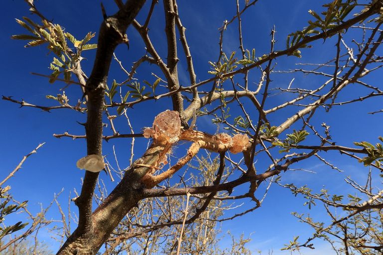 الصمغ العربي - أ ف ب الصمغ العربي - أ ف ب
