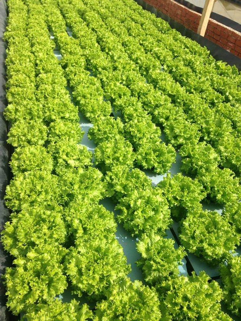 الزراعة بدون تربة لمواجهة النقص المائي