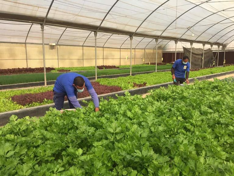 الزراعة بدون تربة لمواجهة النقص المائي