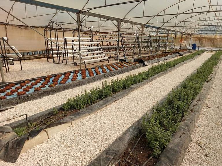 الزراعة بدون تربة لمواجهة النقص المائي