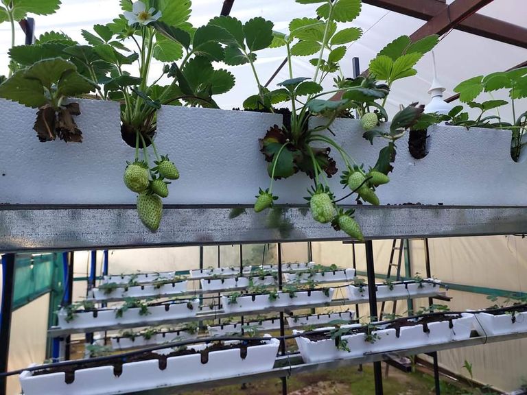 الزراعة بدون تربة لمواجهة النقص المائي