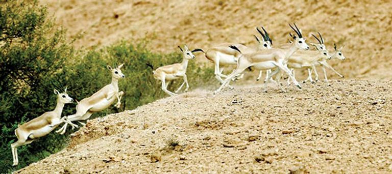 محمية الحياة الفطرية أحد أفضل الوجهات البيئية في السعودية أفضل أماكن السياحة البيئية في السعودية…نظرة ثاقبة على المستقبل الأخضر