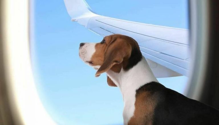 نقل الحيوانات عبر خطوط طيران خاصة 