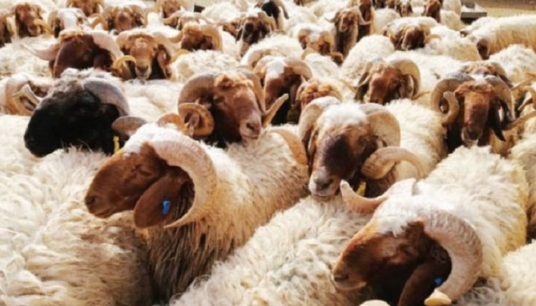 حكم الأضحية بالحيوانات المريضة