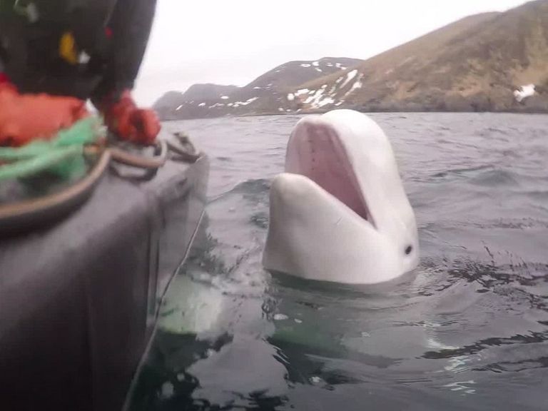 الحوت الجاسوس بيلوغا