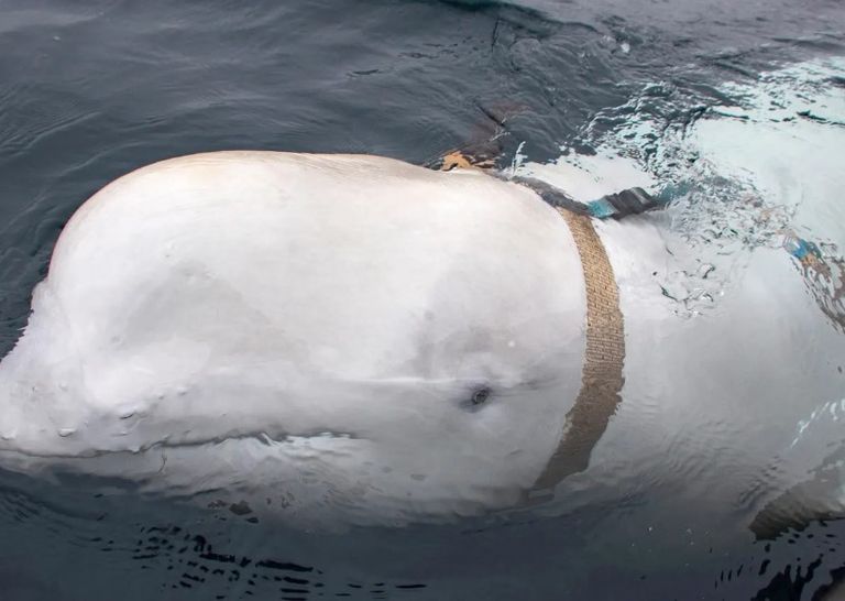 الحوت الجاسوس بيلوغا