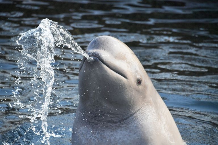 الحوت الجاسوس بيلوغا