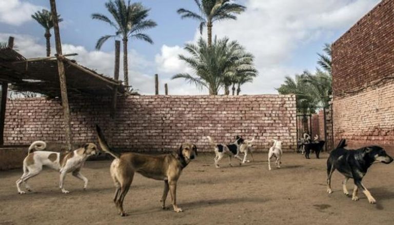 قانون تنظيم حيازة الحيوانات الخطرة في مصر 
