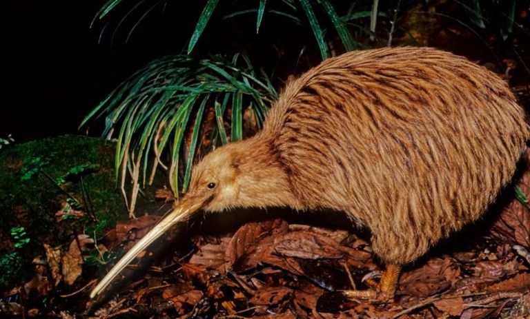 طائر الكيوي طائر الكيوي