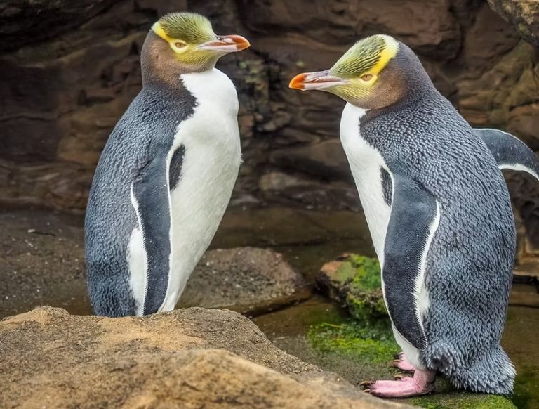 فصائل البطاريق طائر الكيوي