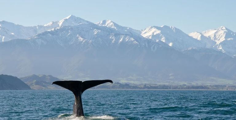 حوت العنبر طائر الكيوي