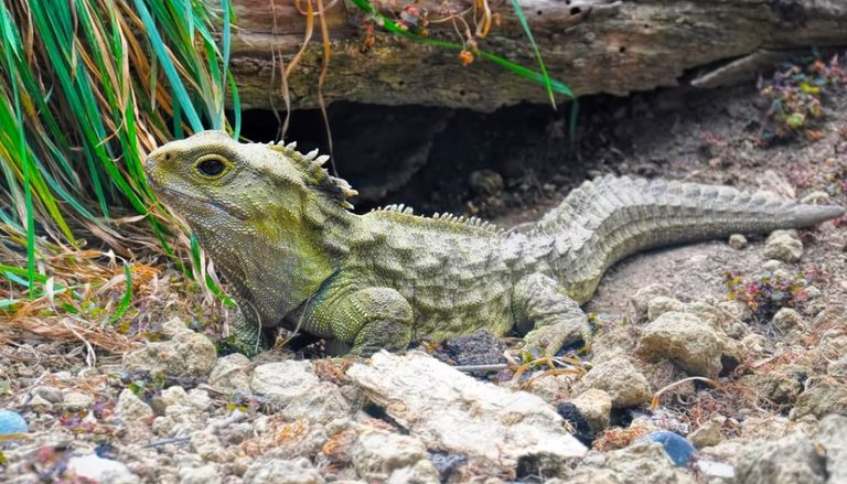 زواحف الطراطرة طائر الكيوي
