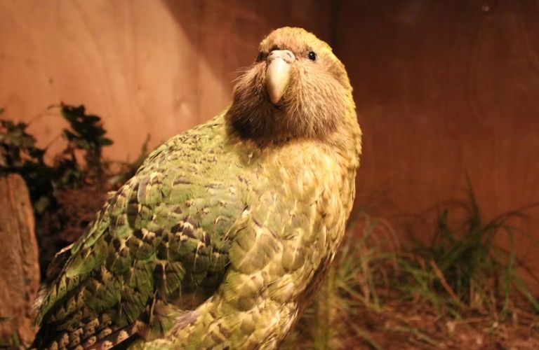 طائر الكاكابو طائر الكيوي