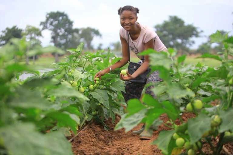 شابة إيفوارية تجمع محصول الكاكاو اليوم العالمي للبيئة يحارب التلوث البلاستيكي