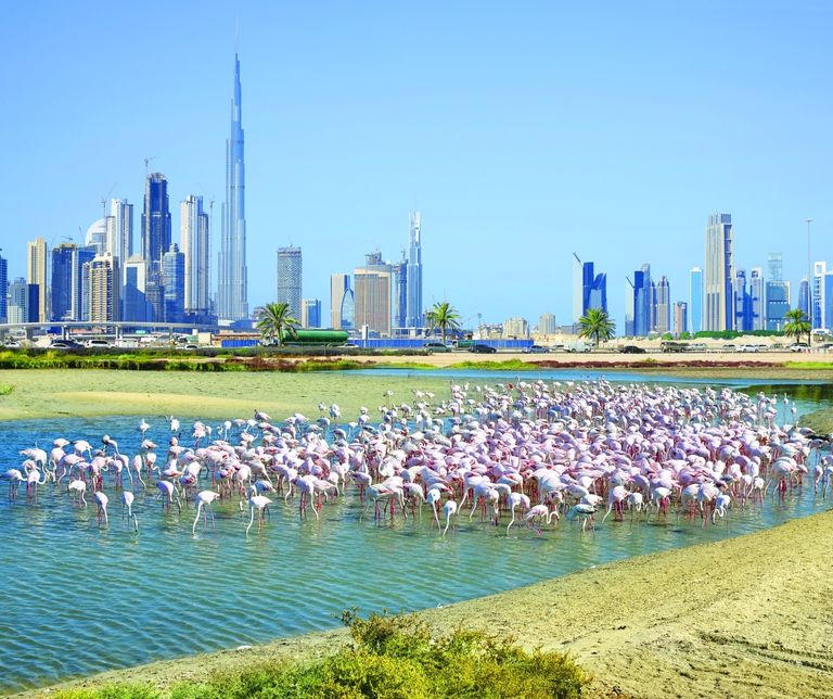 تبذل الإمارات جهوداً كبيرة لتقليص حجم النفايات البلاستيكية